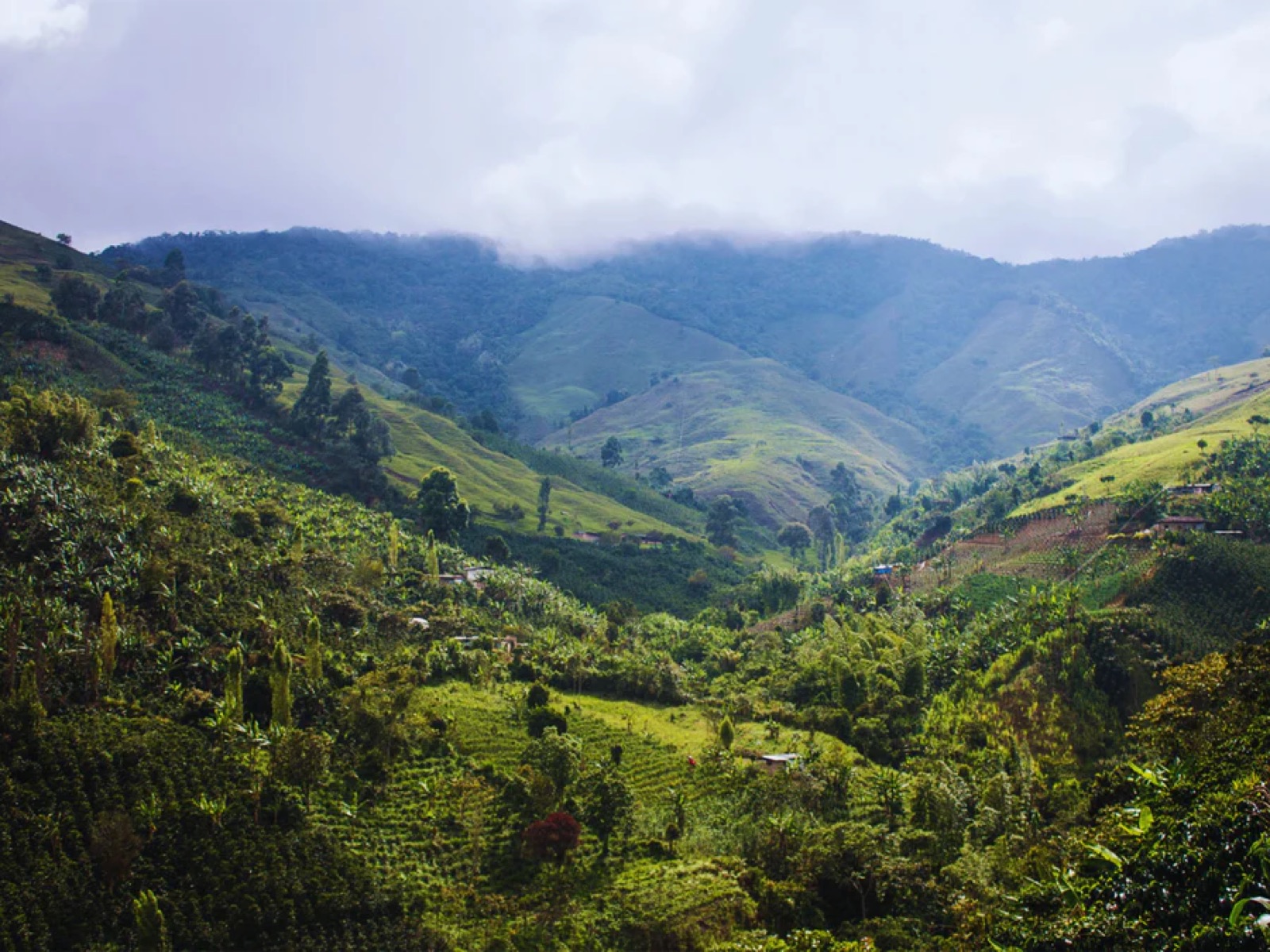 Finca Tamana