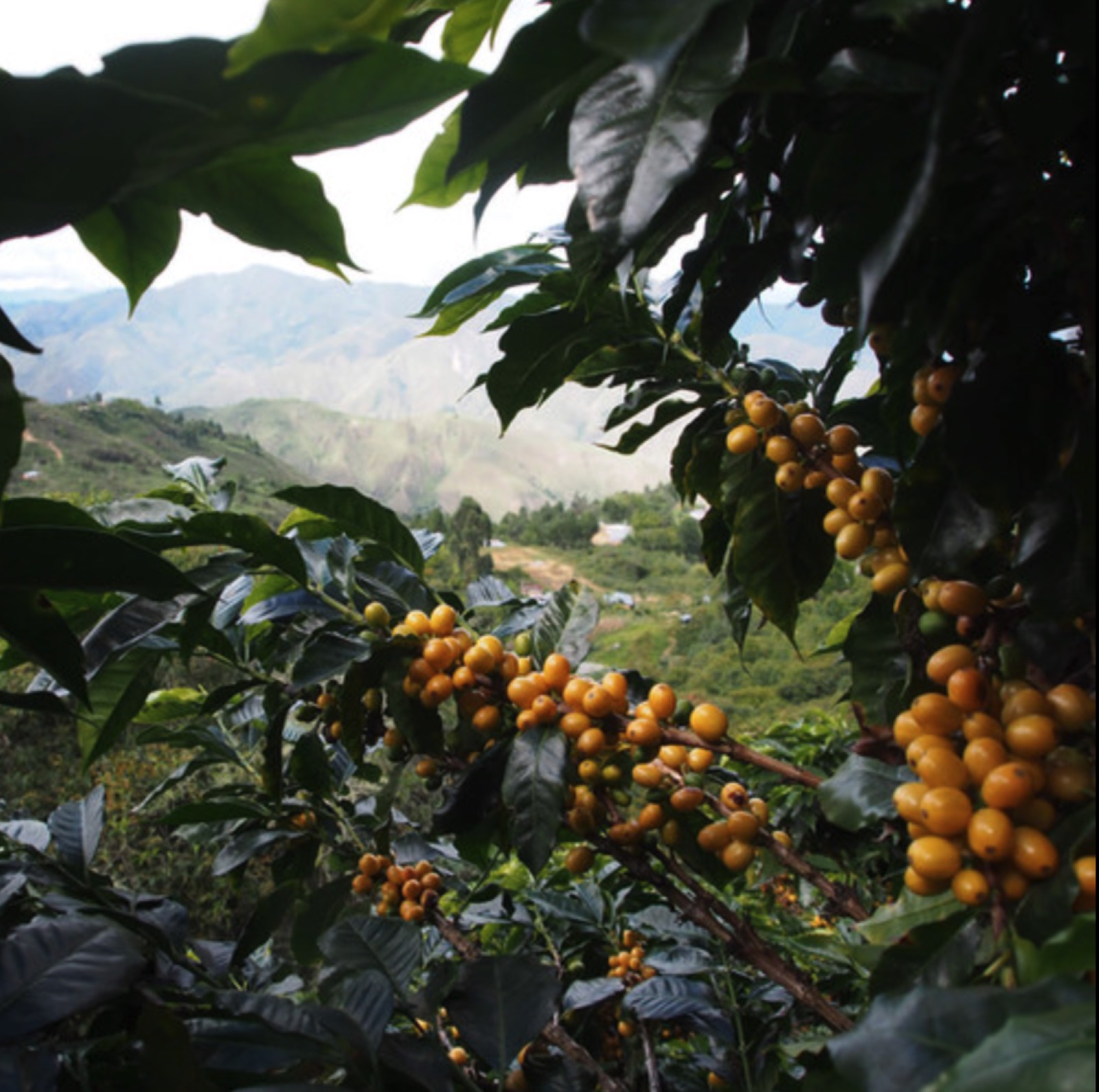 Las Mercedes