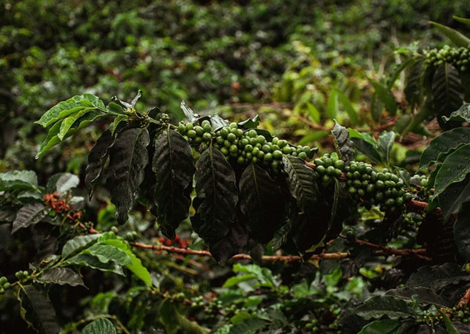 Monteblanco